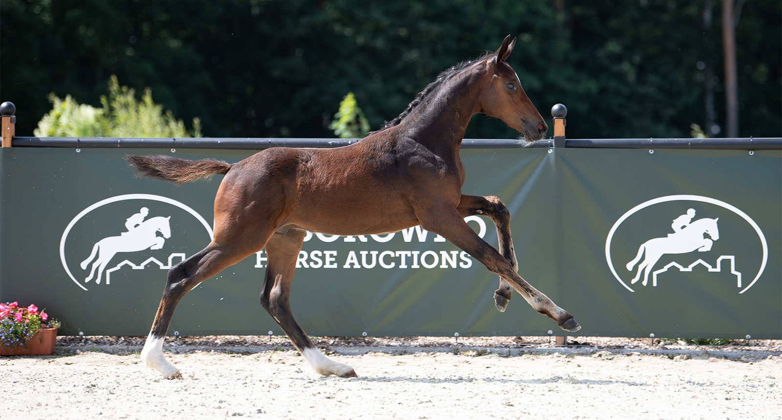 Syn Comme Il Faut najdroższy podczas Baborówko Horse Auctions – Foals Edition 2021