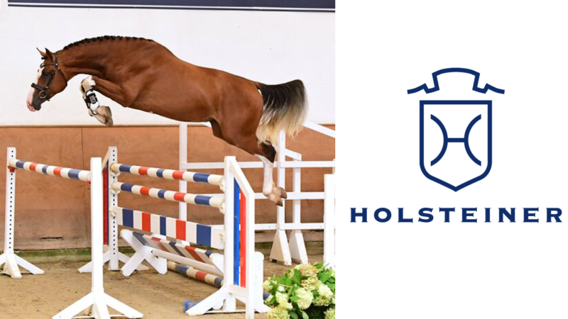 70 ogierów z kwalifikacją na Körung Holsztyński 2021/ 70 stallions selected for Holsteiner Stallion Licensing 2021