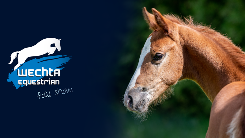 Wechta Equestrian Foal Show 2022. Kolejny czempionat źrebiąt w polskim kalendarzu hodowlanym