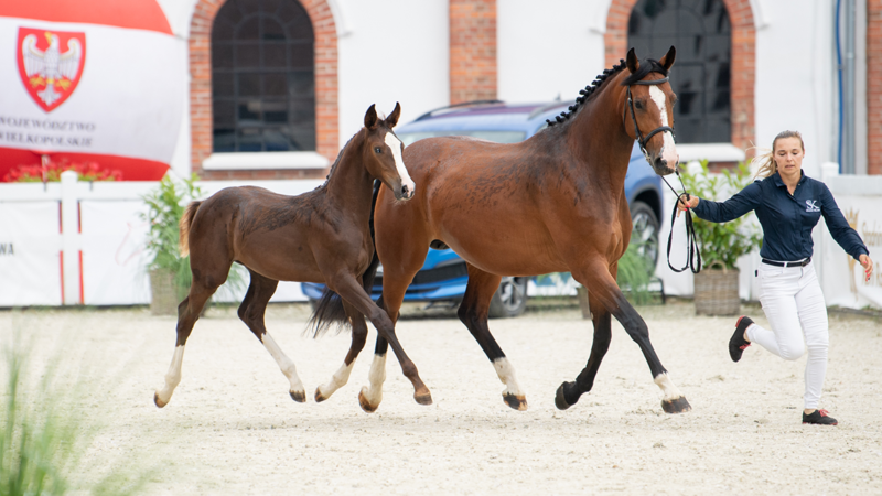 Wechta Equestrian Foal Show 2022: Wyniki do pobrania