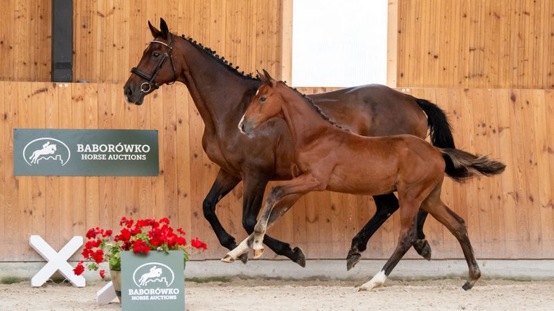 Mistrzowska kolekcja Baborówko Horse Auctions – Foals Edition 2022