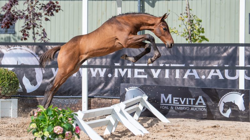 Półbrat Quel Homme de Hus gwiazdą jesiennej kolekcji Mevita Foal & Embryo Auction 2022
