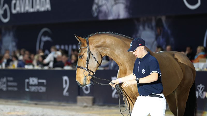 Cavaliada Horse Auction 2022 – ruszył nabór koni