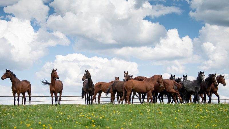 Stadnina Koni Rzeczna – 75 lat hodowli koni sportowych