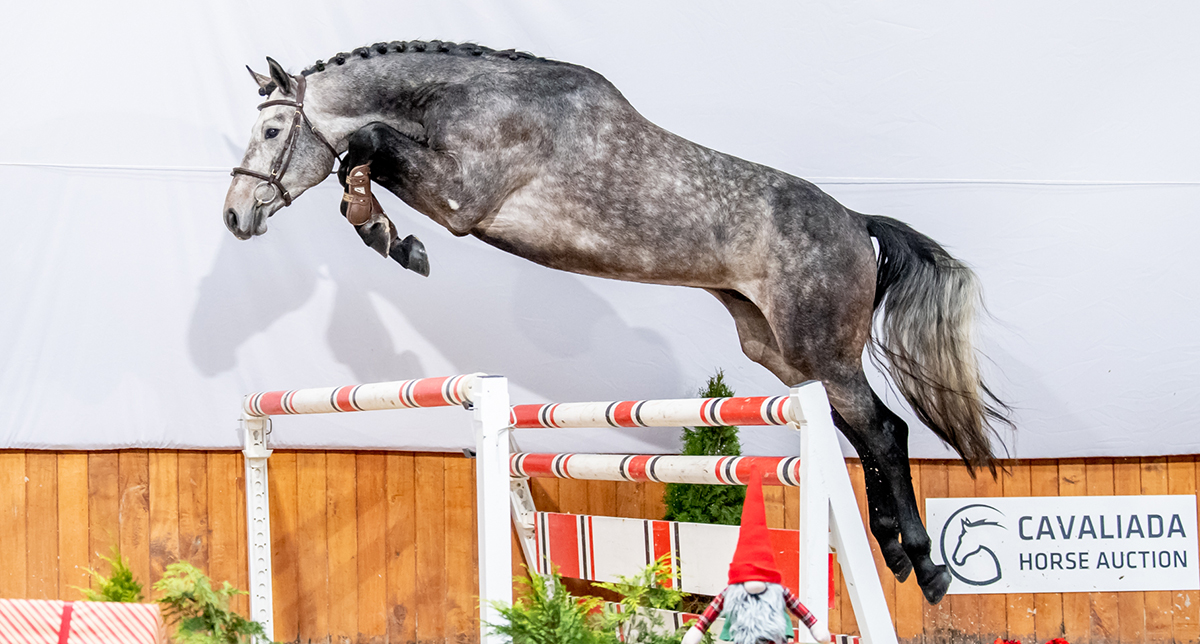 Wylicytuj swoją gwiazdę na Cavaliada Horse Auction 2022