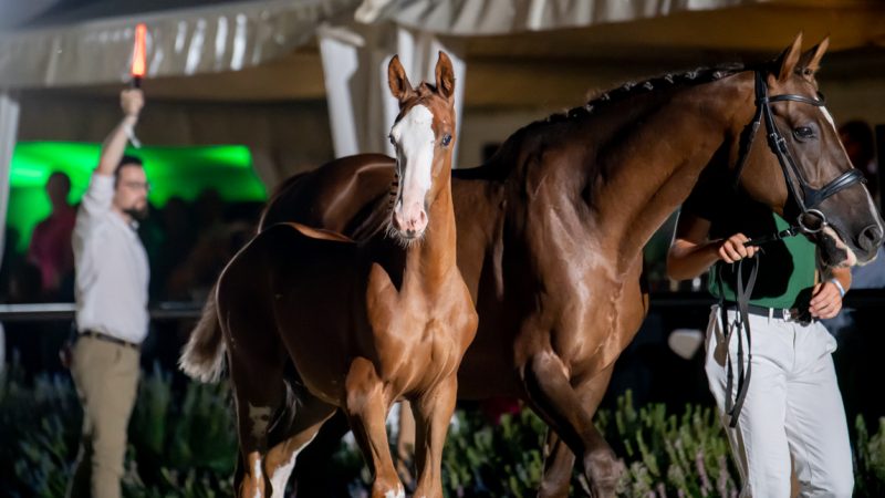 Baborówko Foal Auction 2023: Nowa formuła i spektakularny sukces