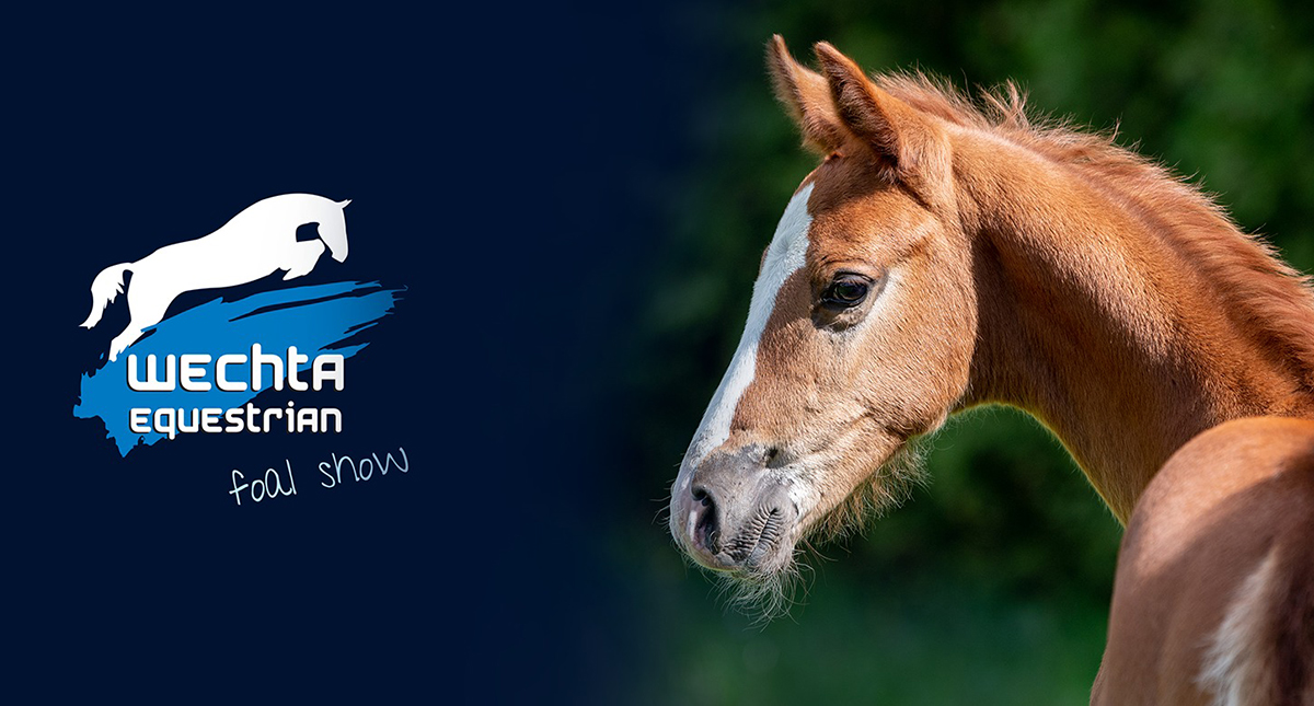 Wechta Foal Show 2023: Informacje w pigułce