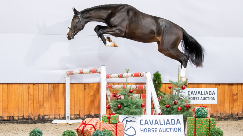Półbrat Quel Homme de Hus gwiazdą CAVALIADA Horse Auction 2023