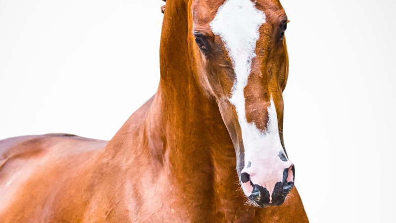 Wyhodowany w Polsce ogier z przepustką do licencji hanowerskiej!